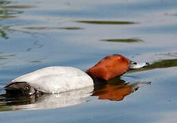 Common Pochard