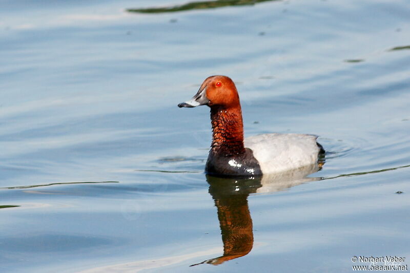 Common Pochard male adult, identification