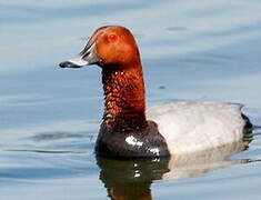 Common Pochard