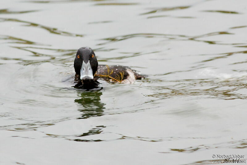 Tufted Duck female adult