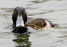 Tufted Duck