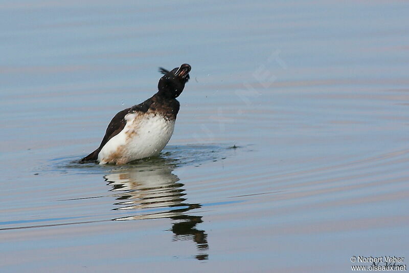 Tufted Duck male adult