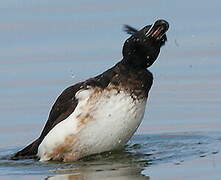 Tufted Duck