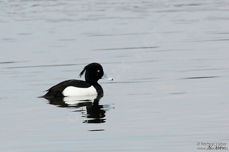 Tufted Duck male adult