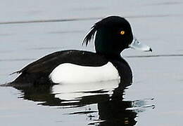 Tufted Duck