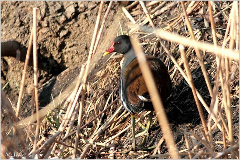 Gallinule poule-d'eauadulte