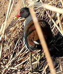 Gallinule poule-d'eau