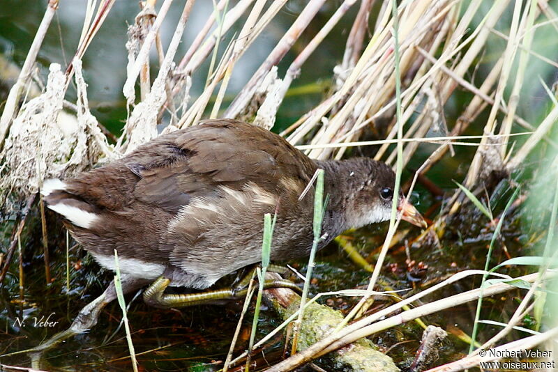 Common Moorhenjuvenile