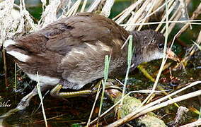 Gallinule poule-d'eau