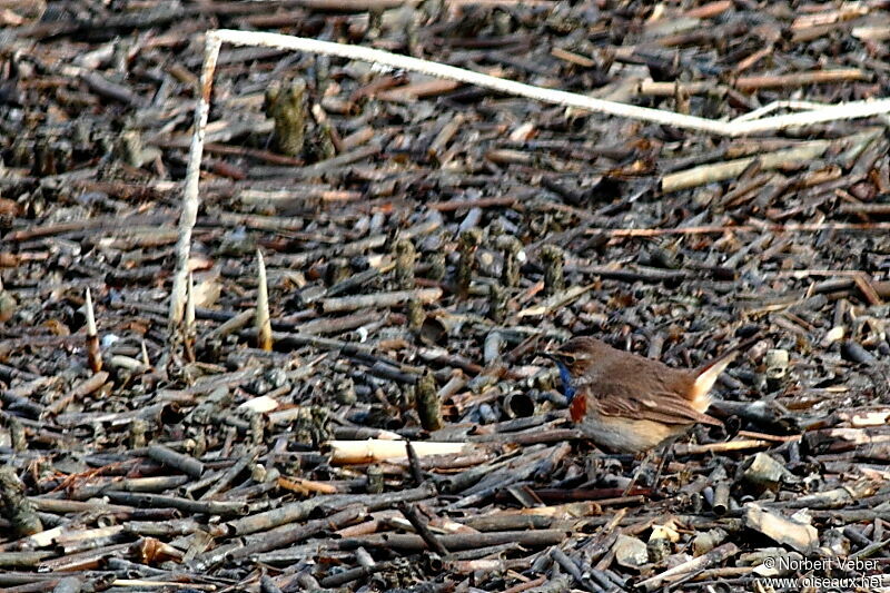 Bluethroat