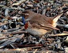 Bluethroat