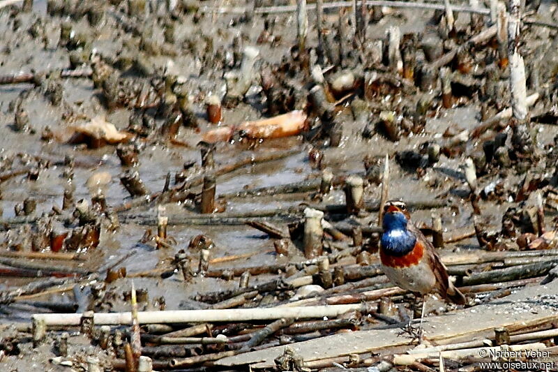 Bluethroat, Behaviour