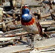 Bluethroat