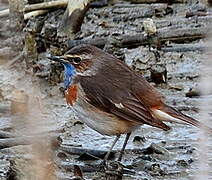 Bluethroat