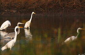 Great Egret