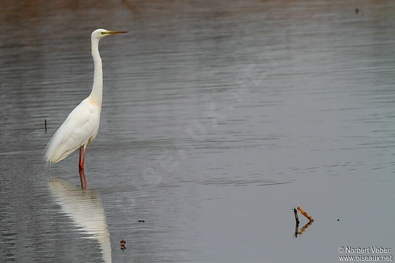 Great Egretadult, identification