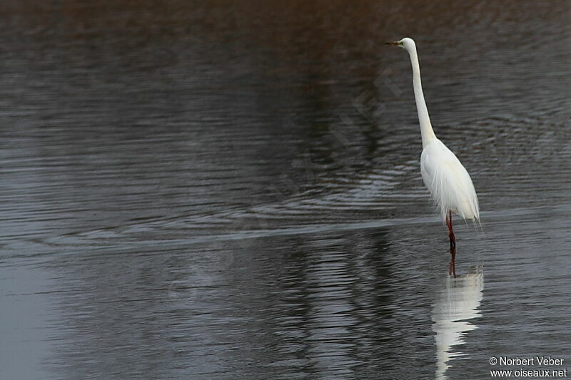 Grande Aigrette