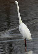 Grande Aigrette