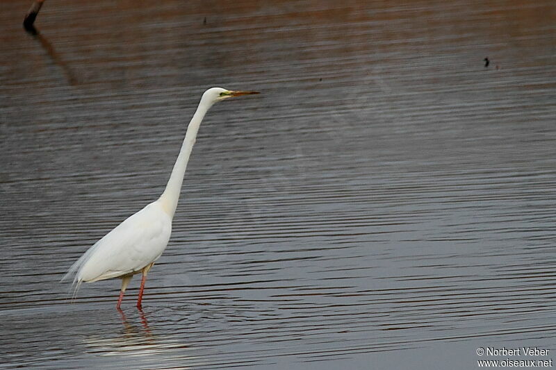 Grande Aigrette