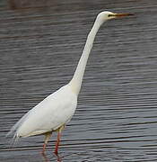 Grande Aigrette