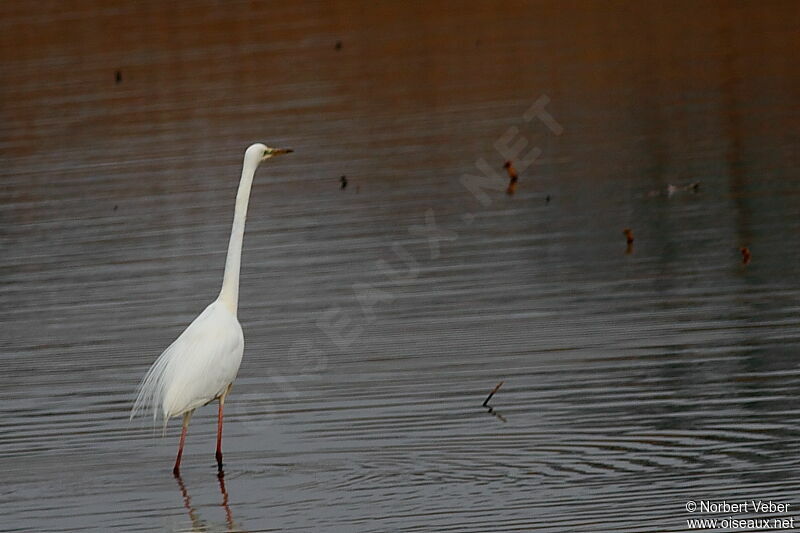 Grande Aigrette