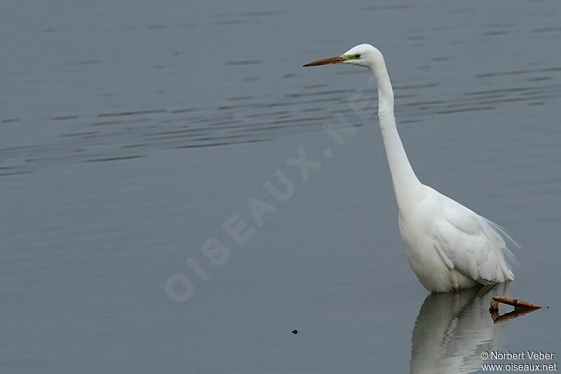 Grande Aigrette