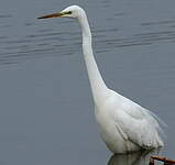 Grande Aigrette