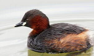 Little Grebe