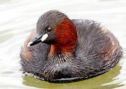 Little Grebe