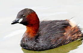 Little Grebe