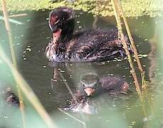 Little Grebe