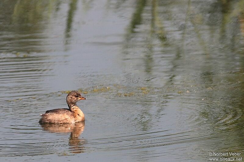 Little Grebejuvenile, identification