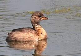 Little Grebe