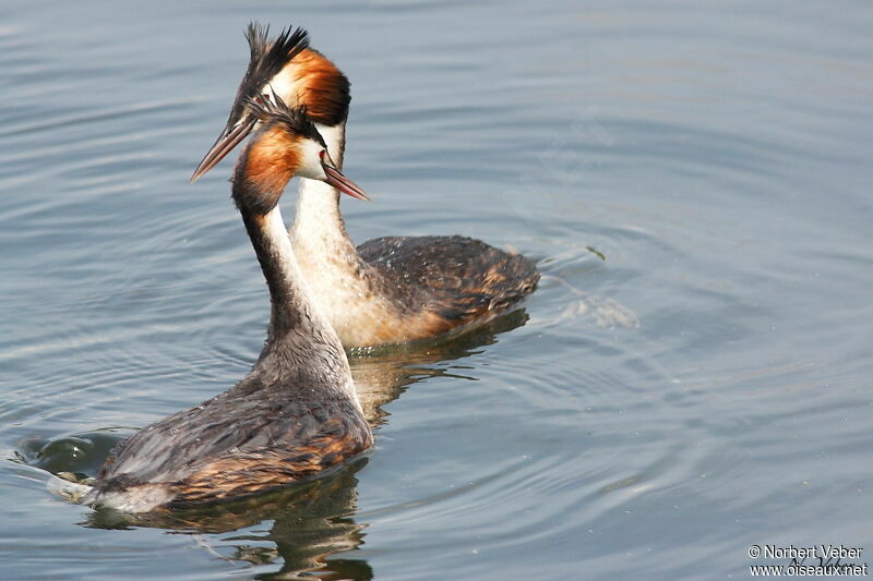 Great Crested Grebe adult