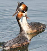 Great Crested Grebe