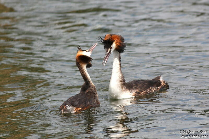 Great Crested Grebe adult