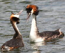 Great Crested Grebe