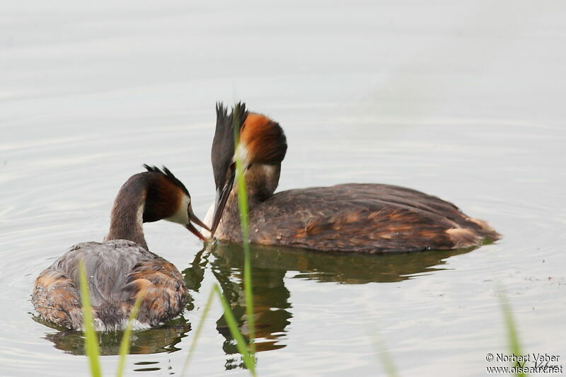 Great Crested Grebe , Behaviour