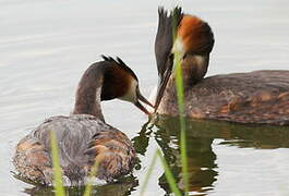 Great Crested Grebe