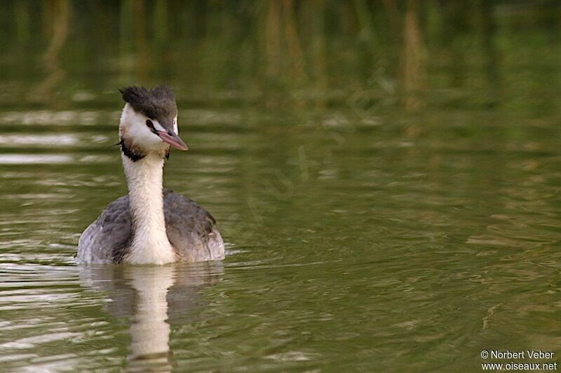 Great Crested Grebe female adult, identification