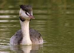 Great Crested Grebe