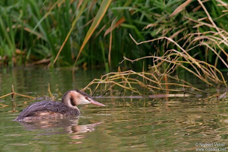 Great Crested Grebe male adult, identification