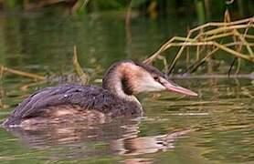 Great Crested Grebe