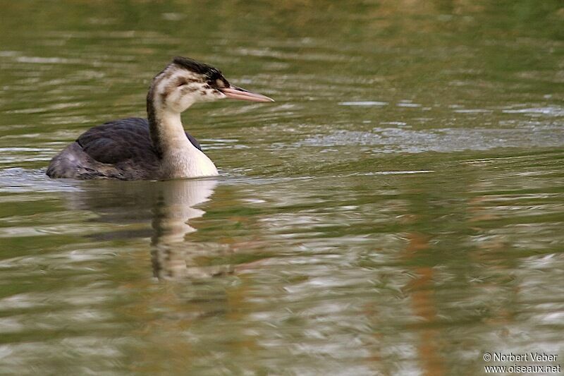 Great Crested GrebeFirst year, identification