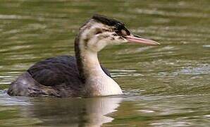 Great Crested Grebe