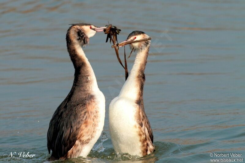 Great Crested Grebe First year, Behaviour