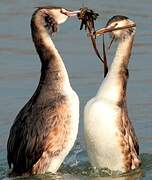 Great Crested Grebe