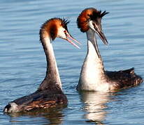 Great Crested Grebe