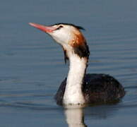 Great Crested Grebe