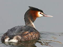 Great Crested Grebe